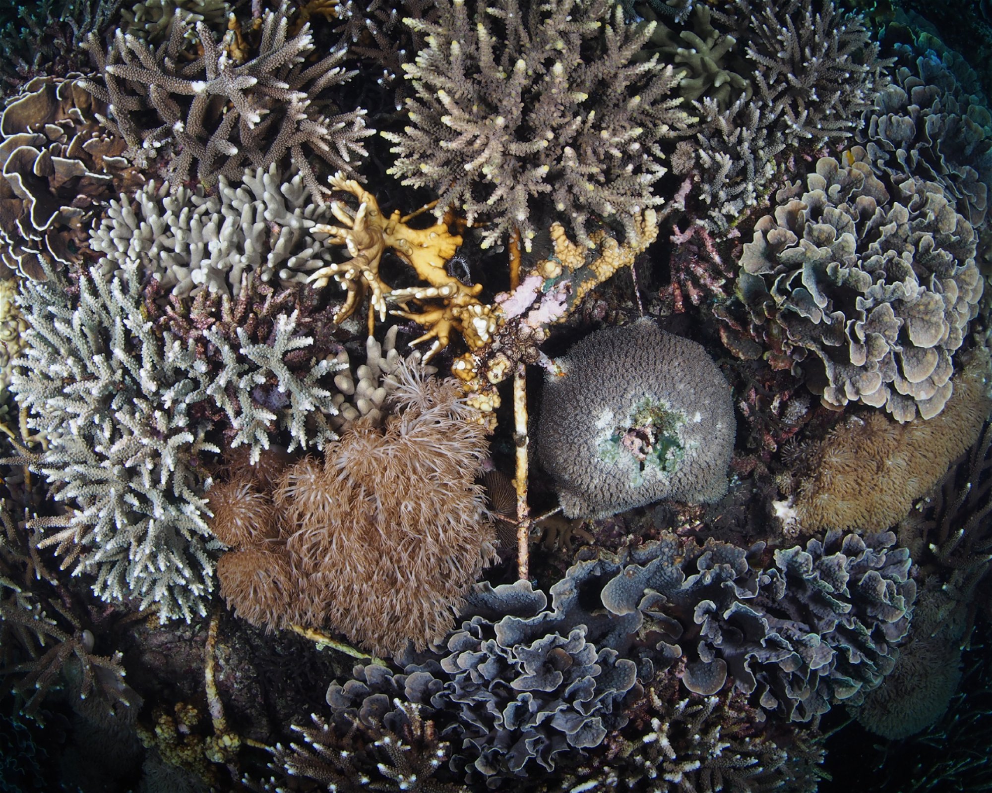Project Laut, 80771 Klungkung