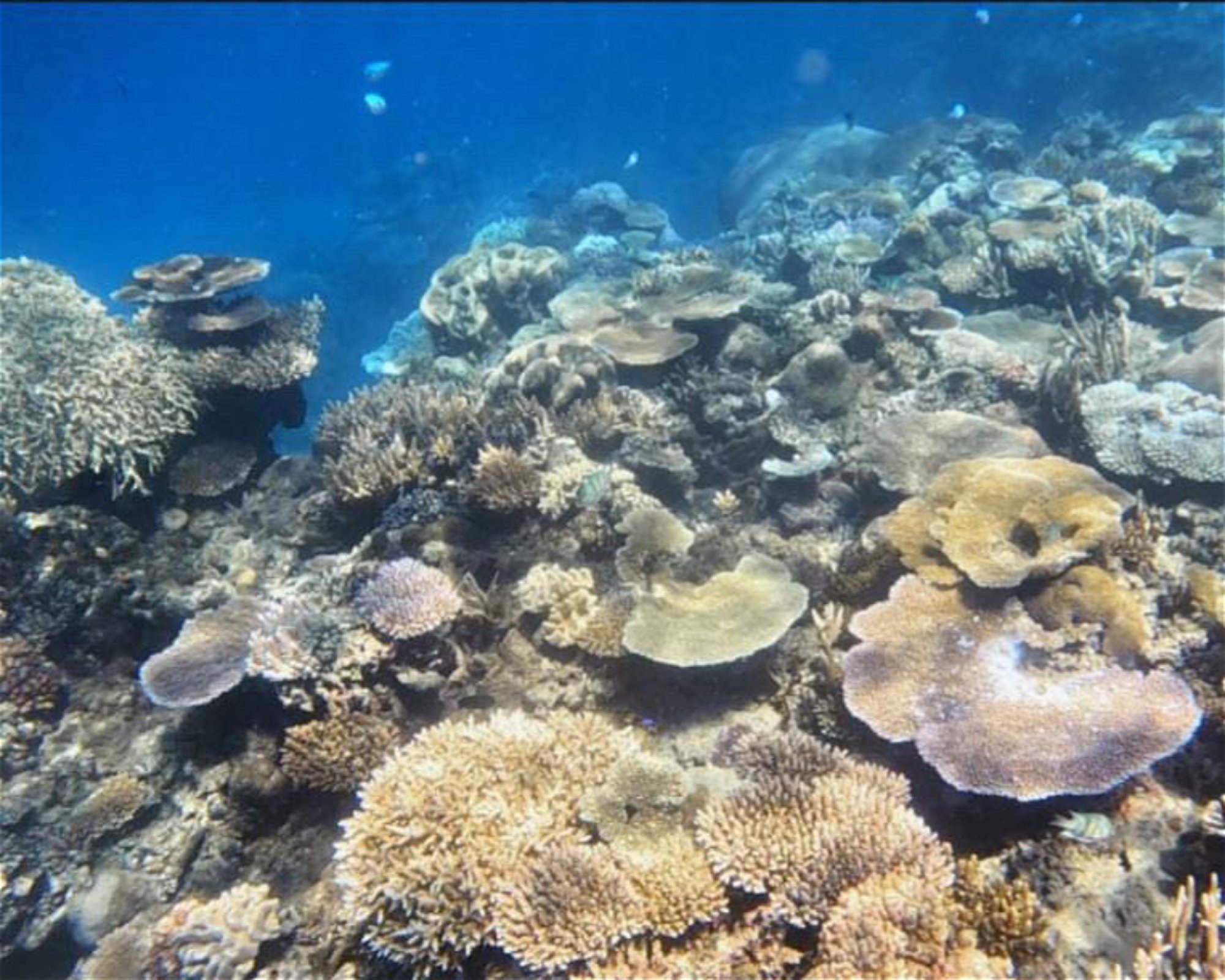 REEF SAFARI FIJI, 0000 NADI