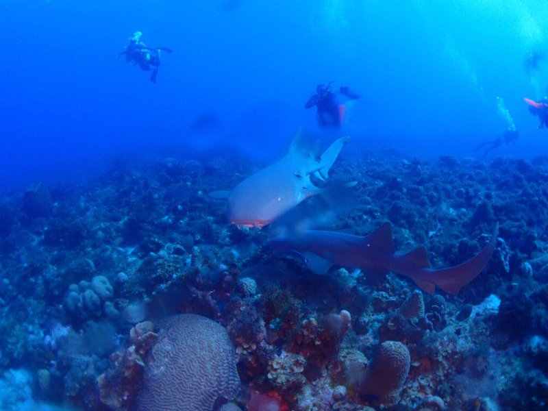 Divesite Image