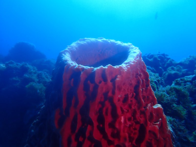 Divesite Image