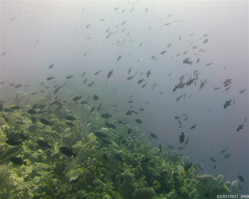Divesite Image