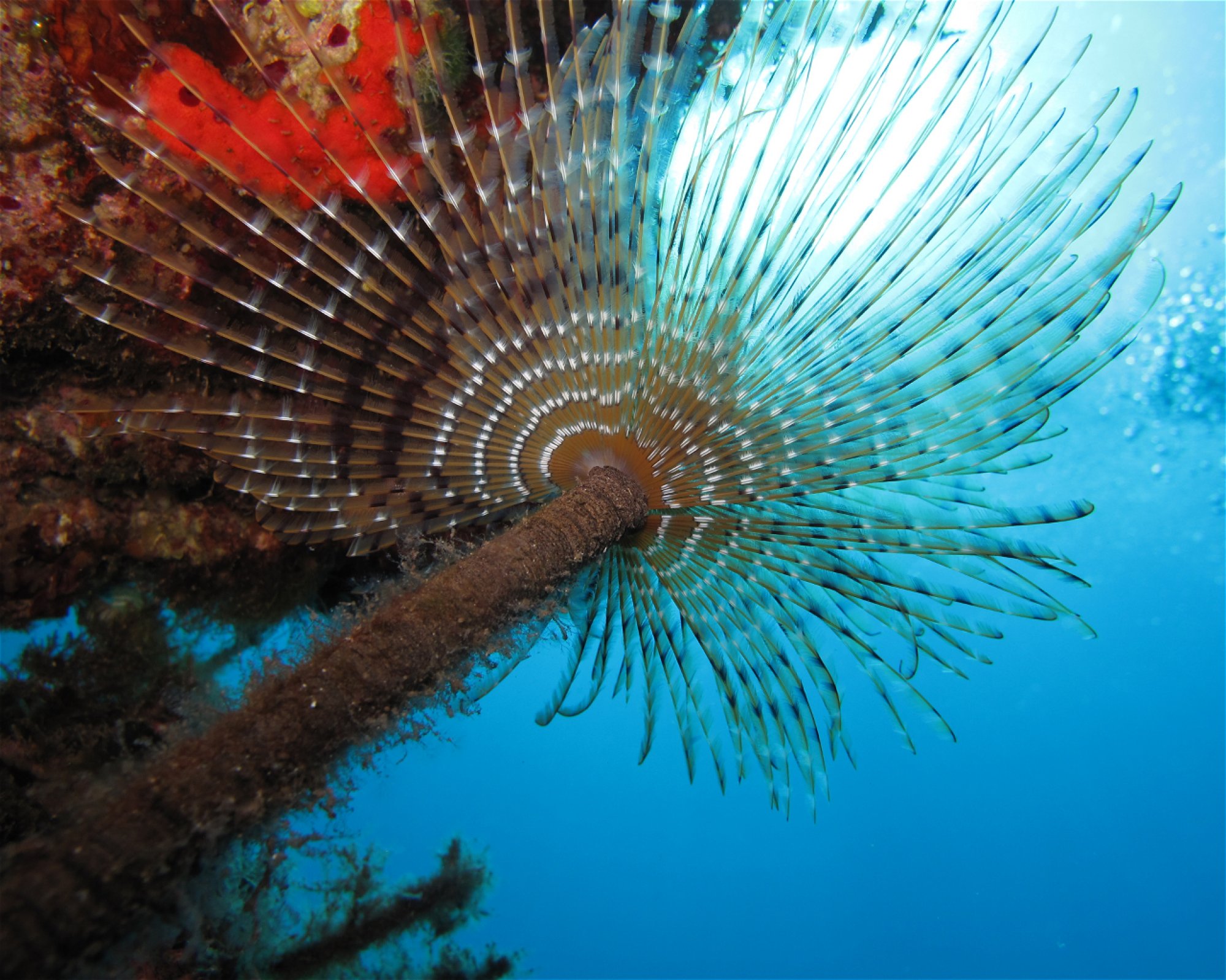 PAROS DIVING CENTER, 84400 PAROS