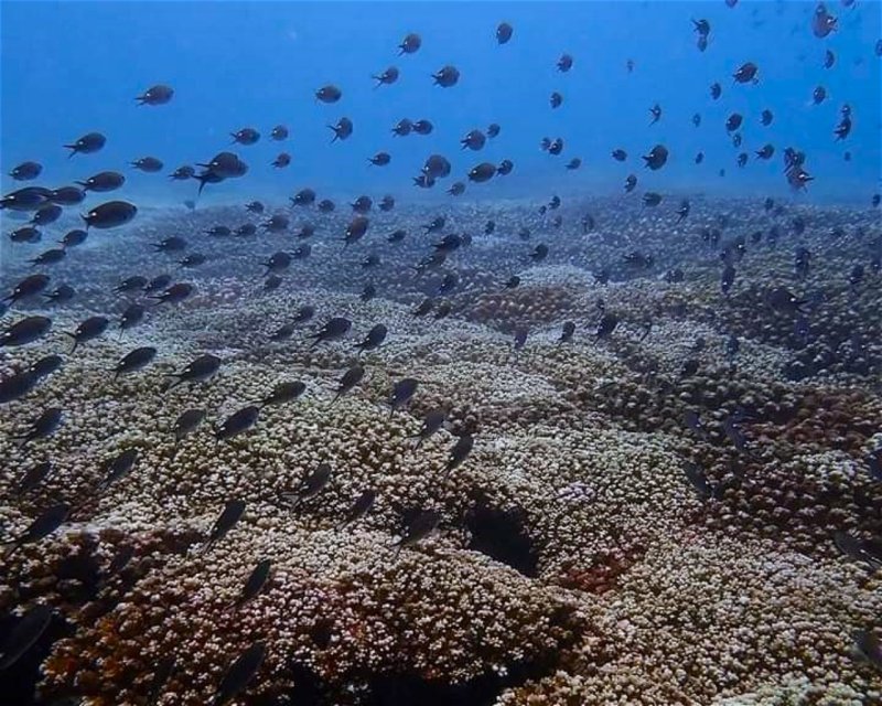 Divesite Image