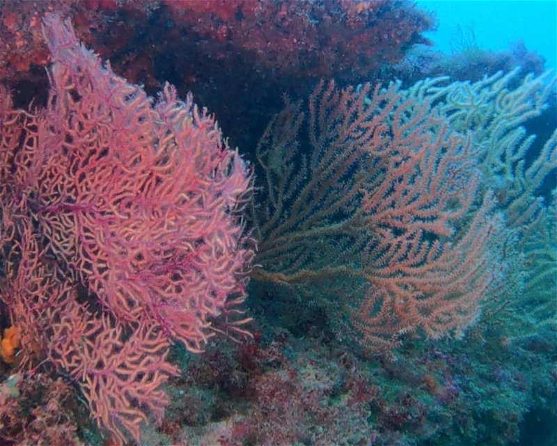 Divesite Image