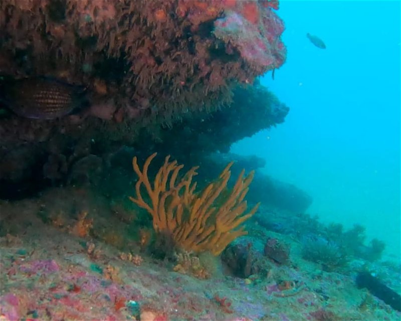 Divesite Image