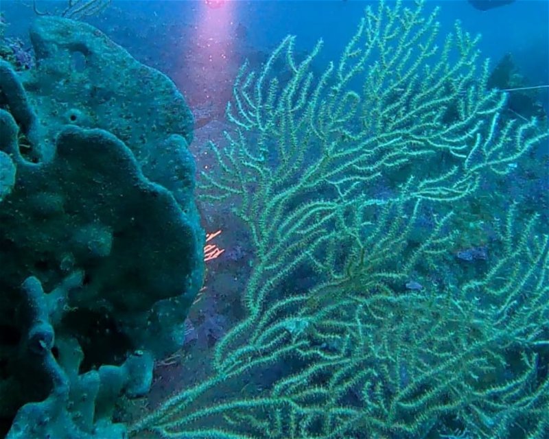 Divesite Image