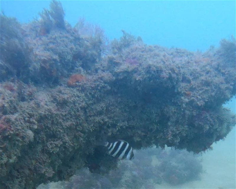 Divesite Image