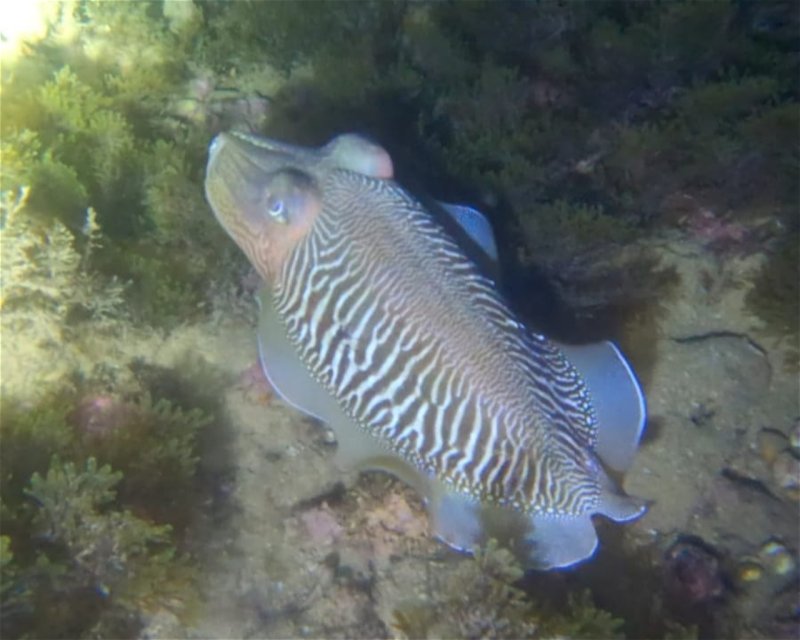 Divesite Image