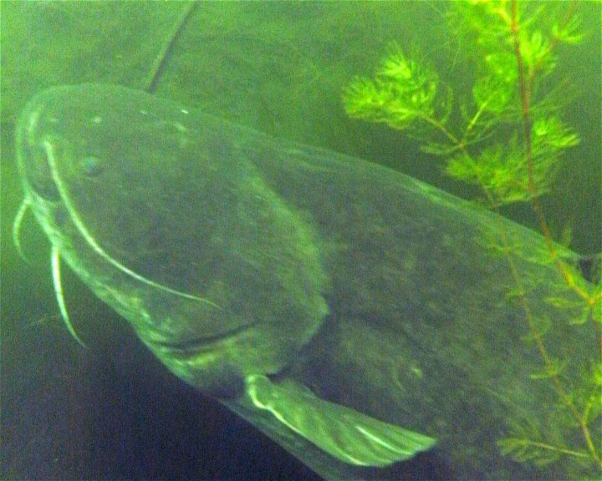 Diveteam Uetze, 31311 Uetze