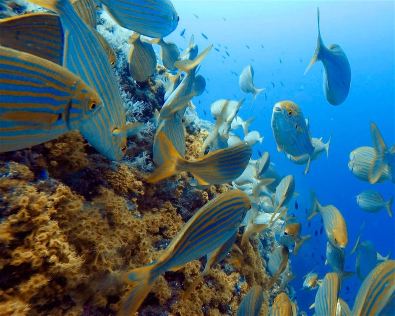 Divesite Image