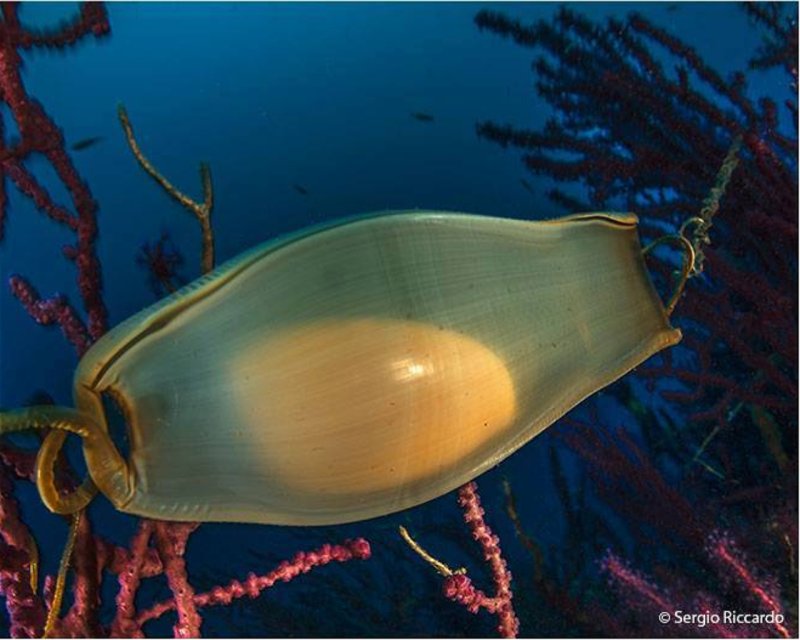 Divesite Image