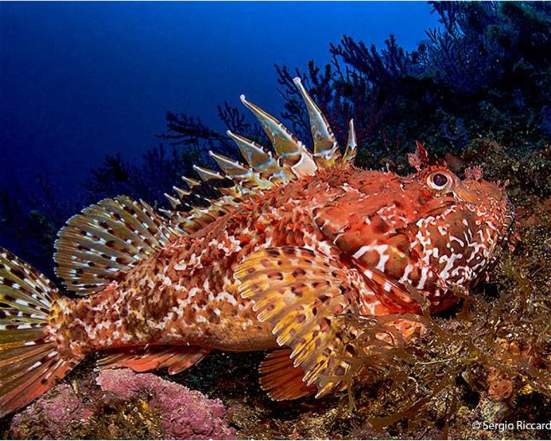 Divesite Image