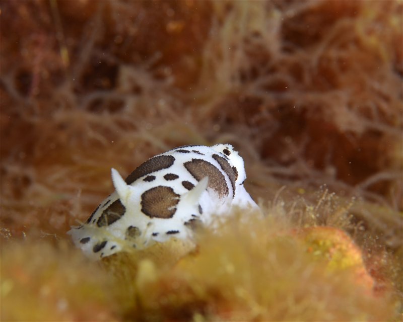 Divesite Image