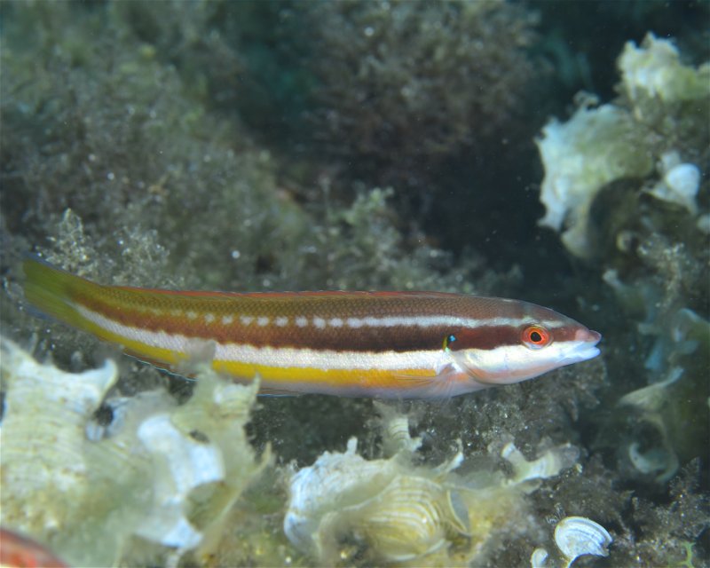 Divesite Image