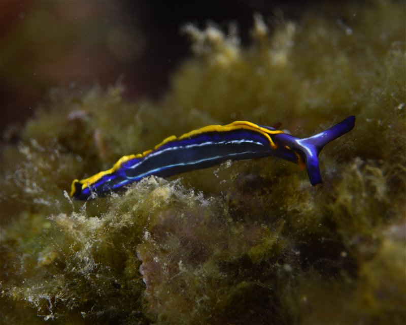 Divesite Image