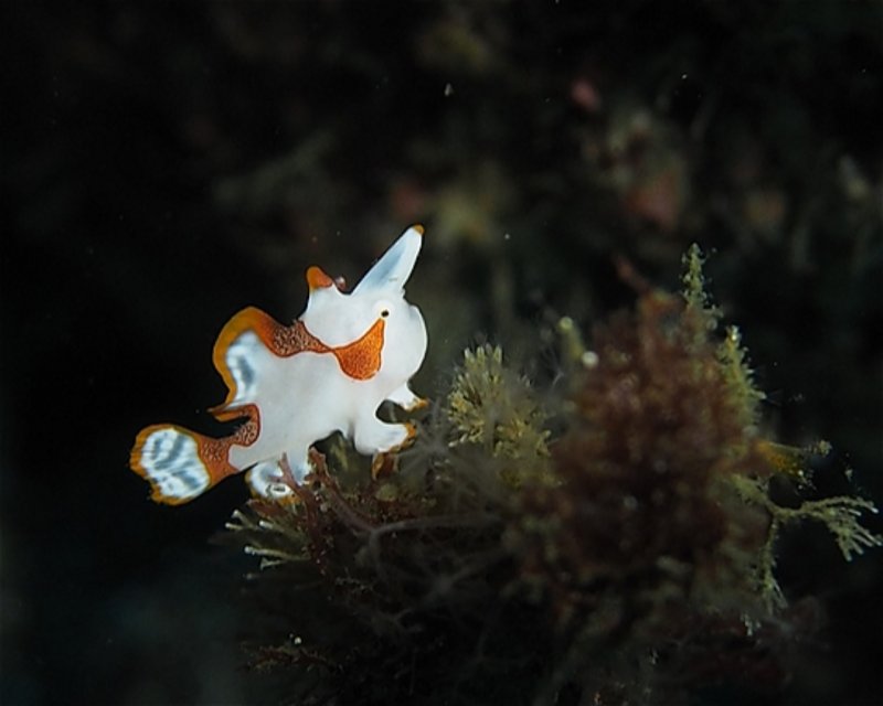 Divesite Image