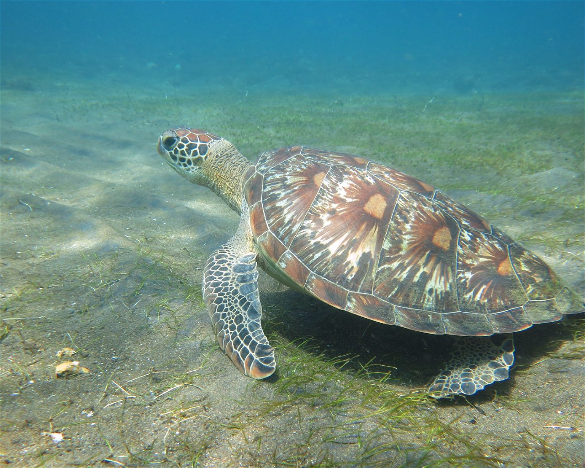 Amed Jepun Divers, 80852 Amed, Karangasem