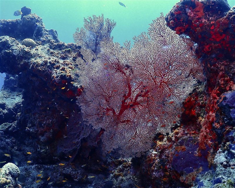 Divesite Image