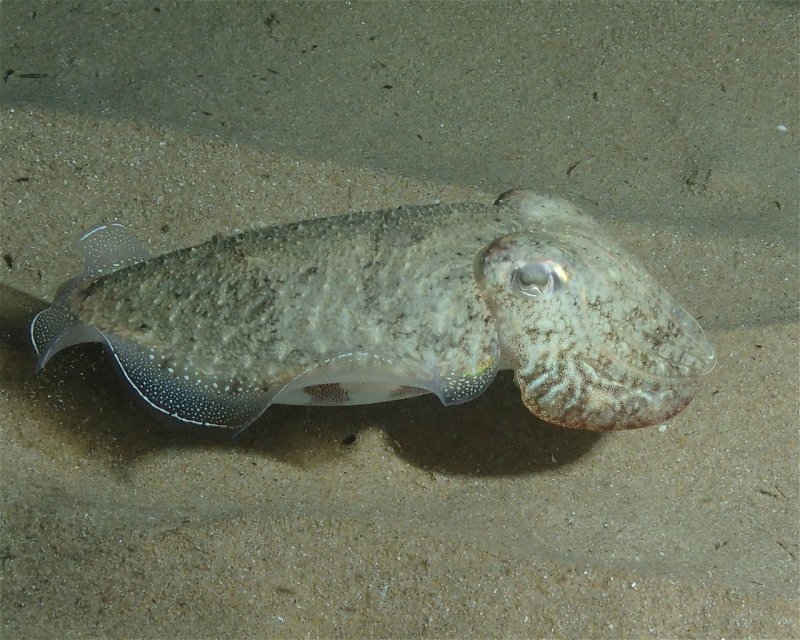 Divesite Image