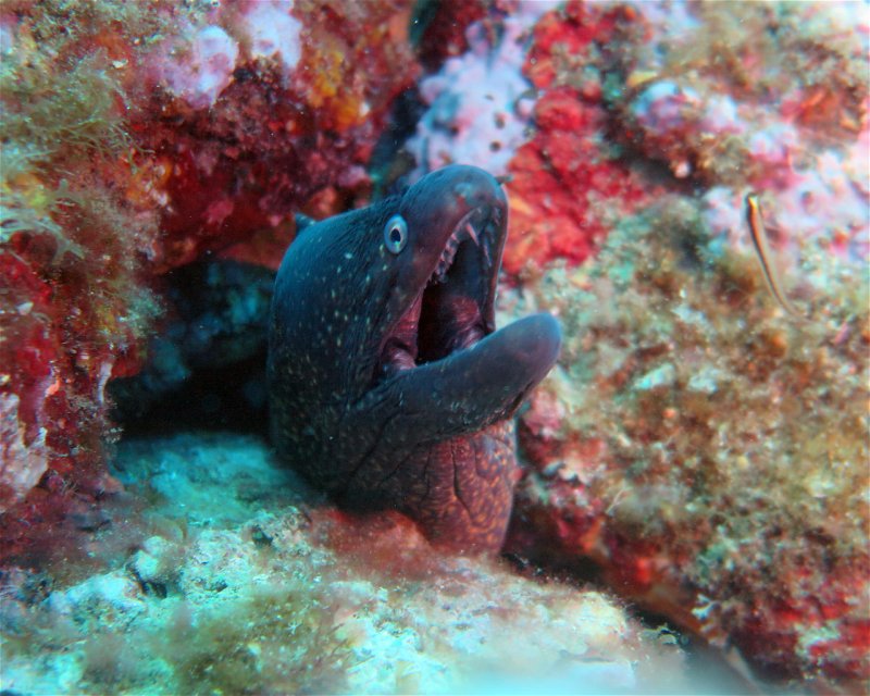 Divesite Image