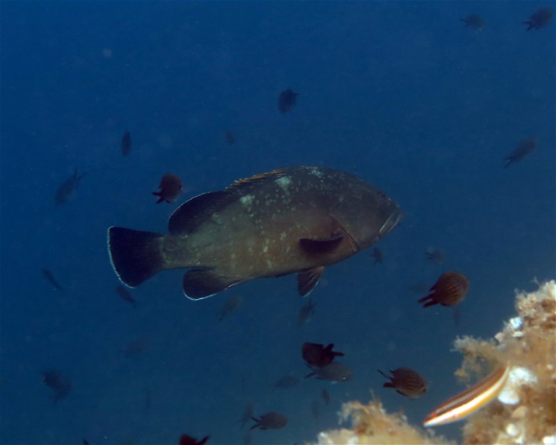 Divesite Image