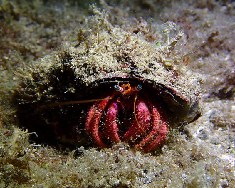 Divesite Image