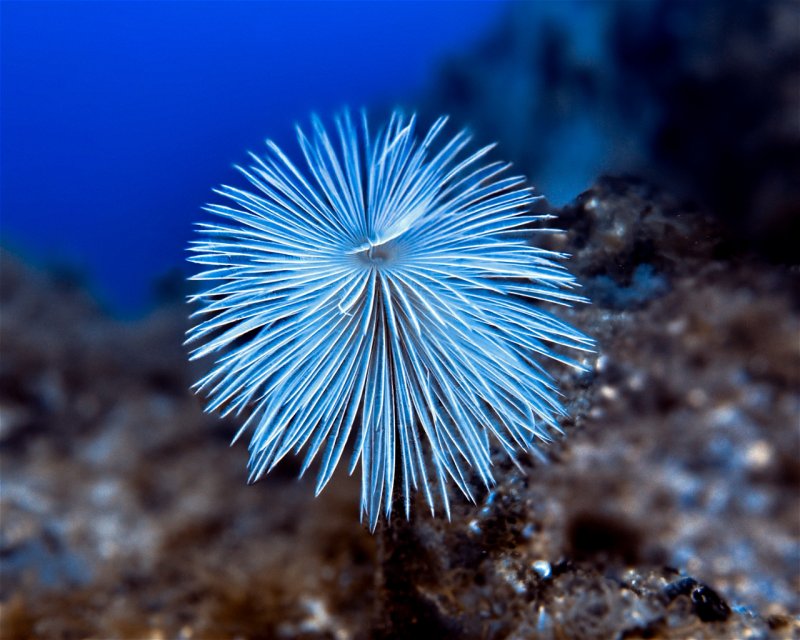 Divesite Image