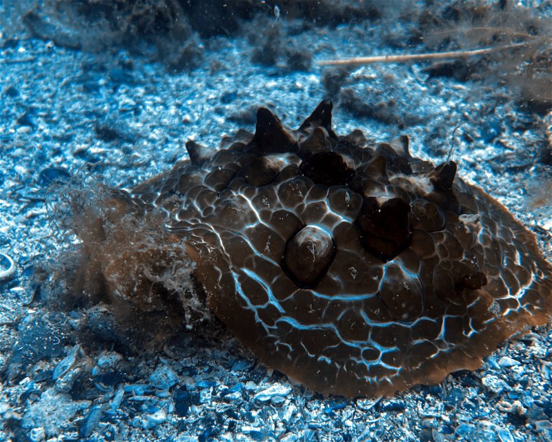 Divesite Image