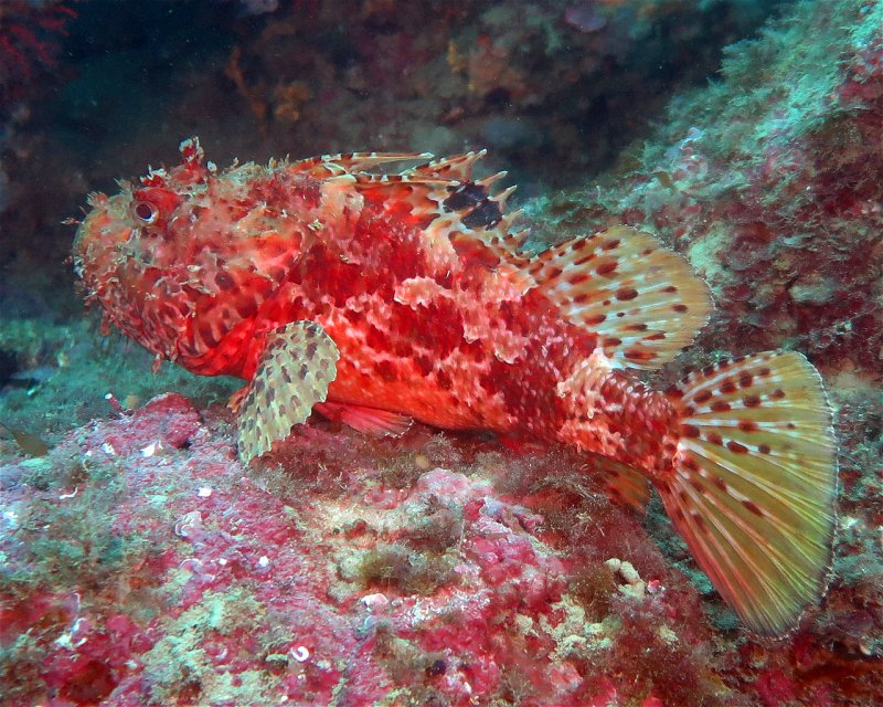 Divesite Image