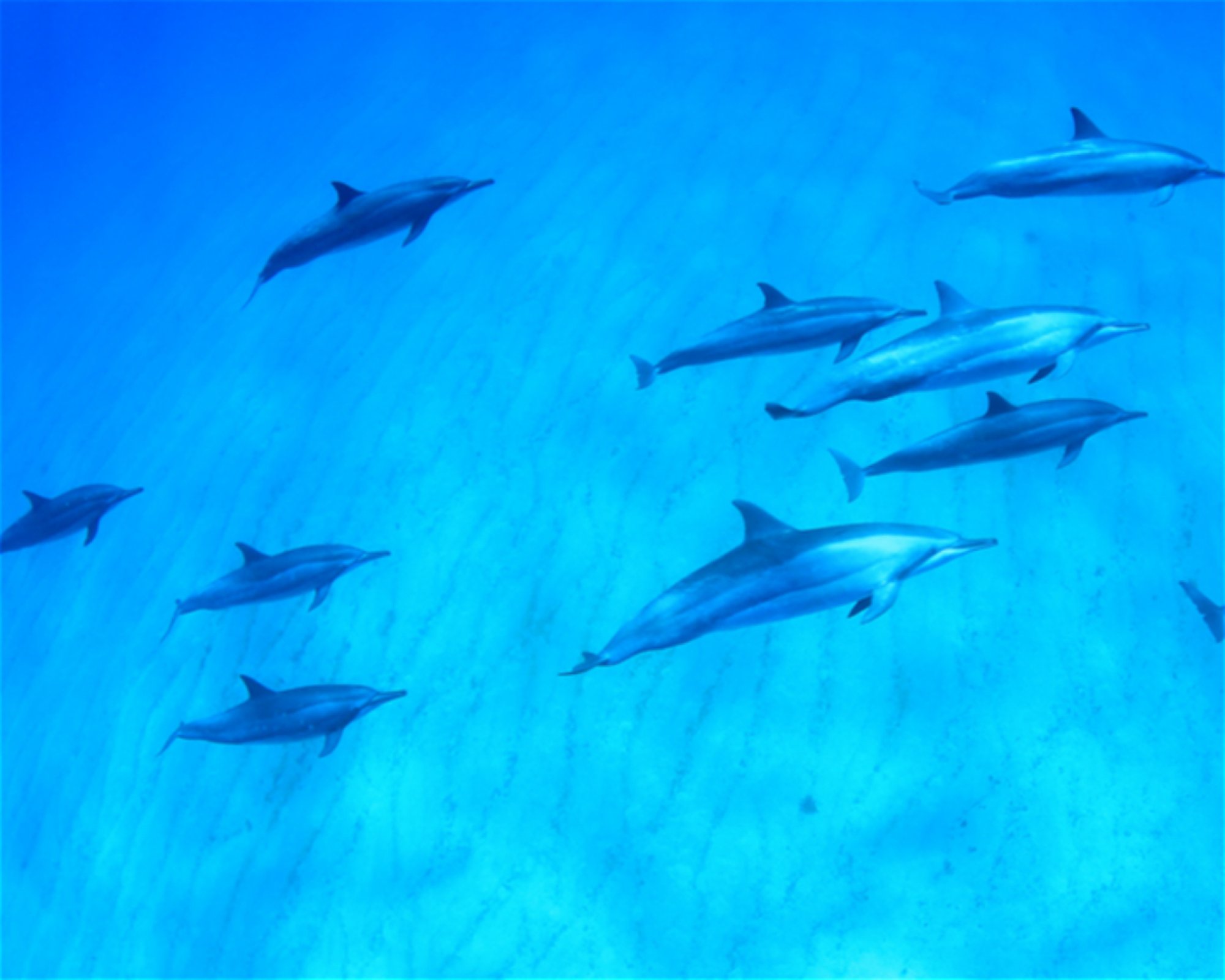 CNM DIVE, 13211-698 JUNDIAI