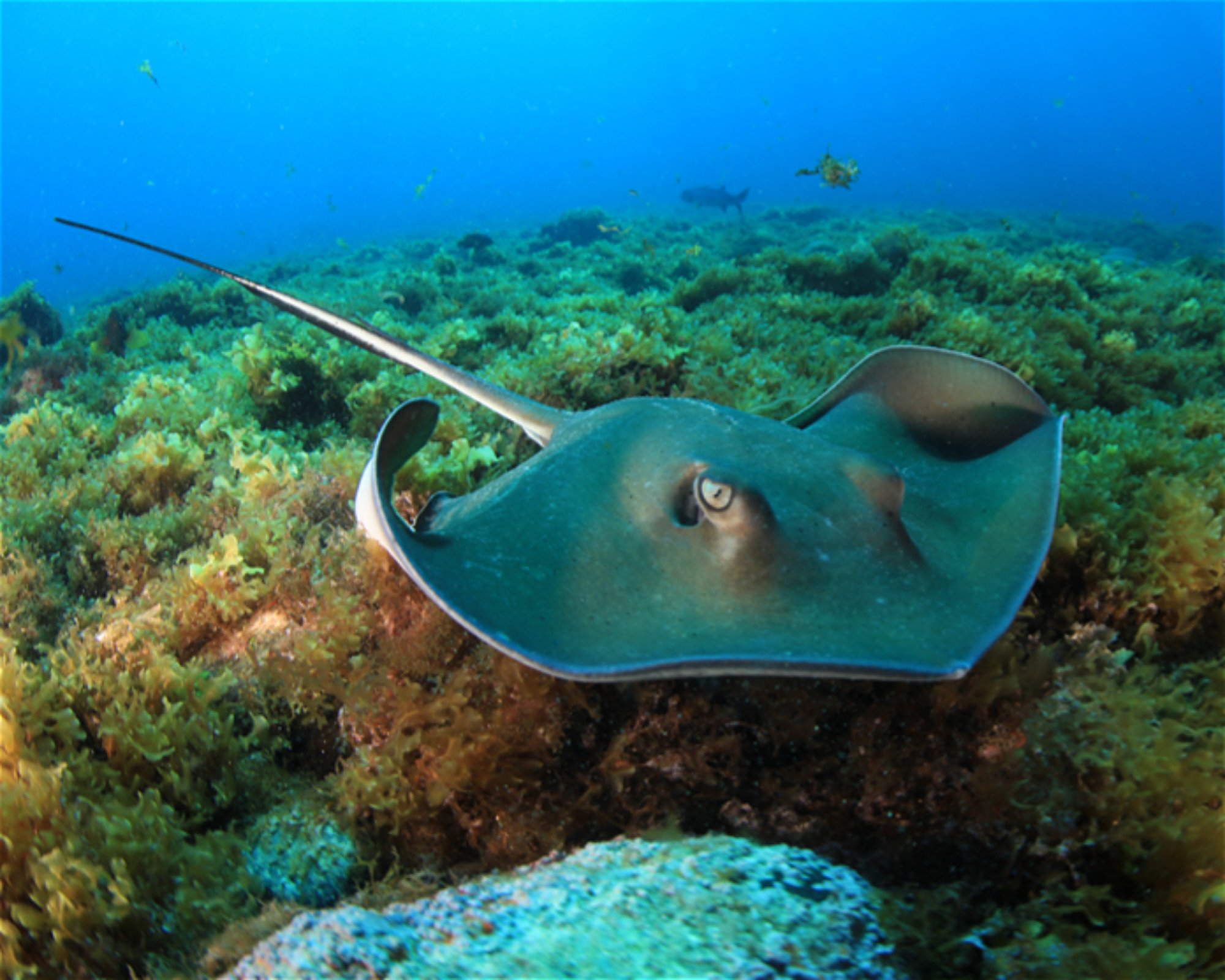 CNM DIVE, 13211-698 JUNDIAI