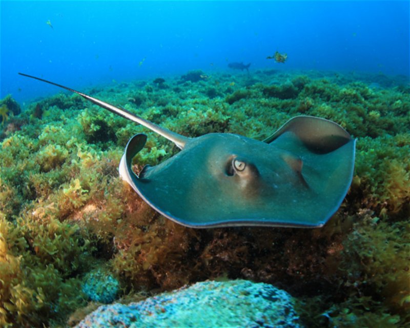 Divesite Image