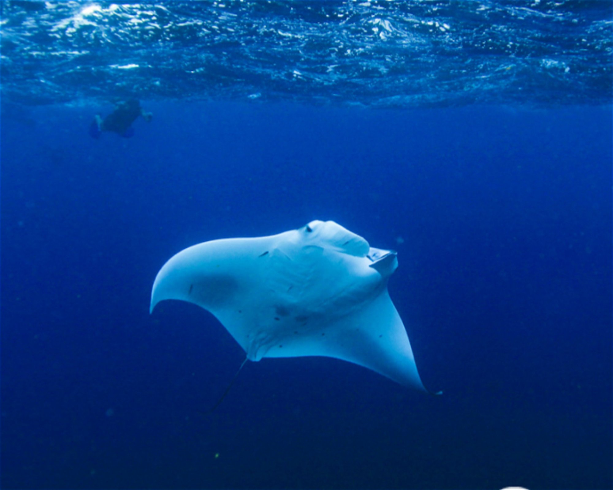 CNM DIVE, 13211-698 JUNDIAI