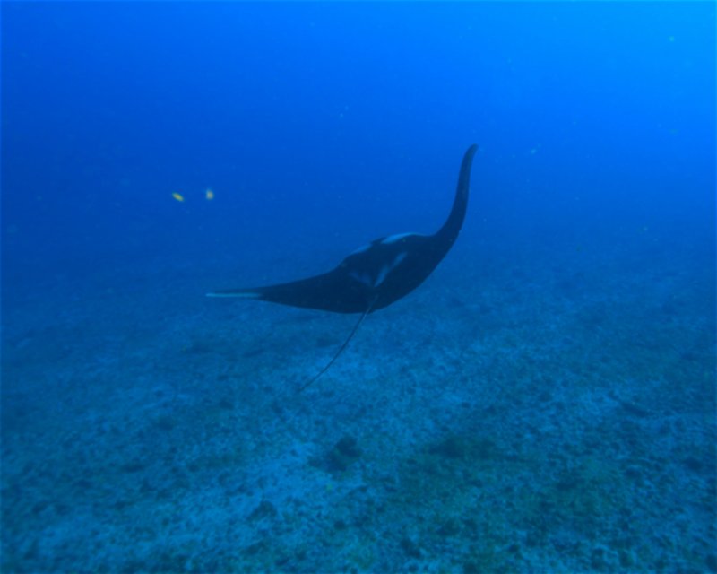 Divesite Image