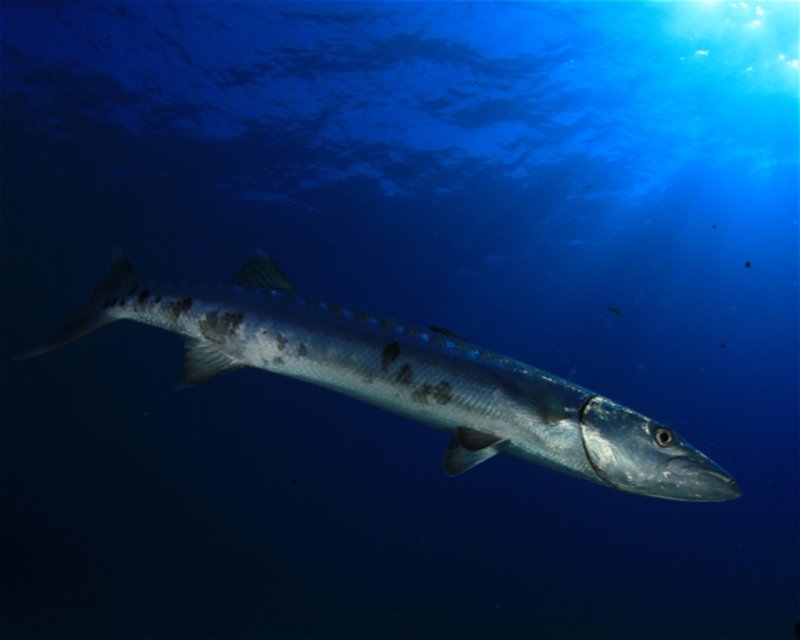 Divesite Image