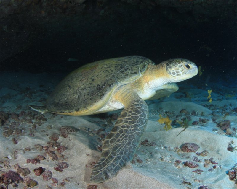 Divesite Image