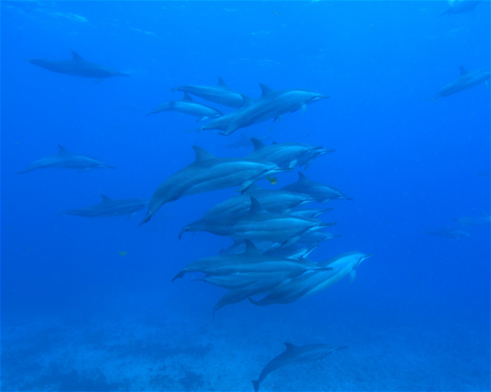 CNM DIVE, 13211-698 JUNDIAI