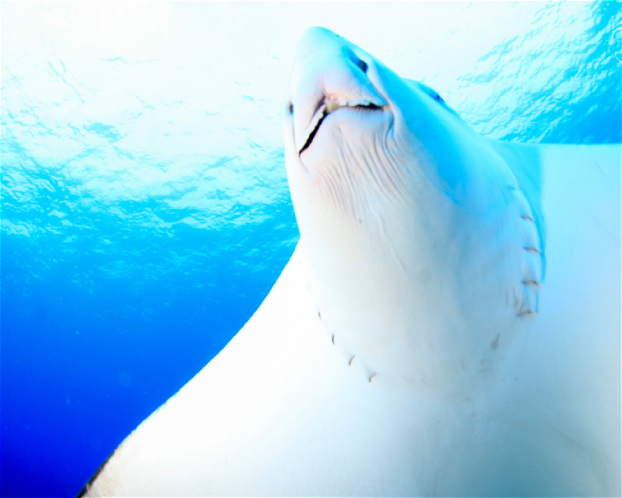 CNM DIVE, 13211-698 JUNDIAI