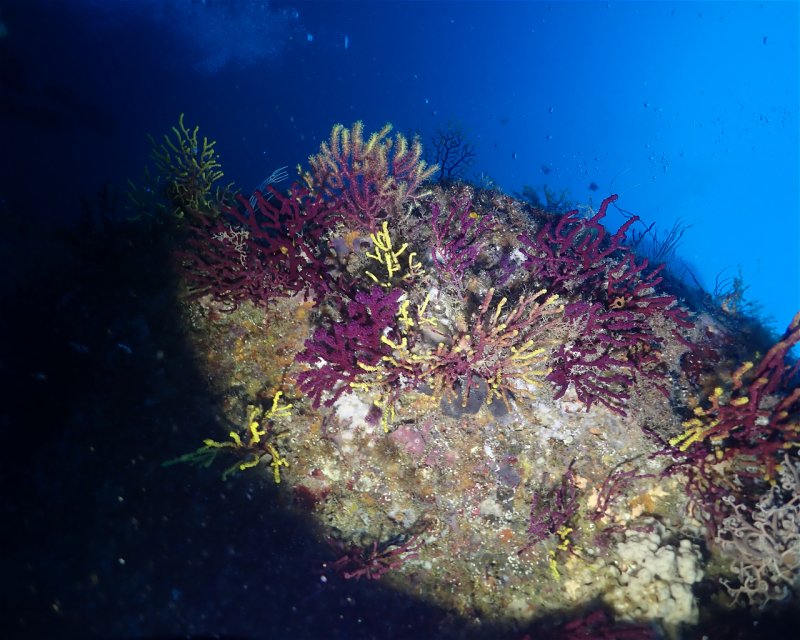 Divesite Image