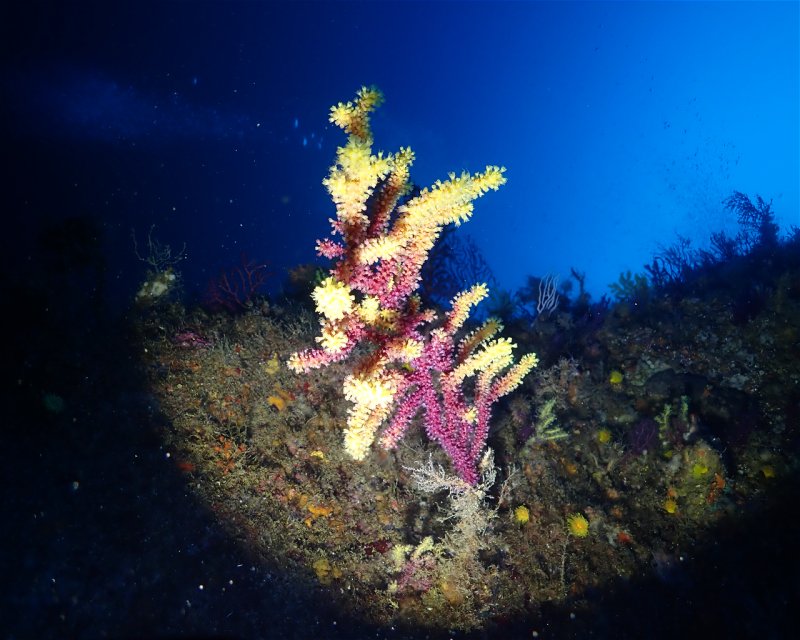 Divesite Image