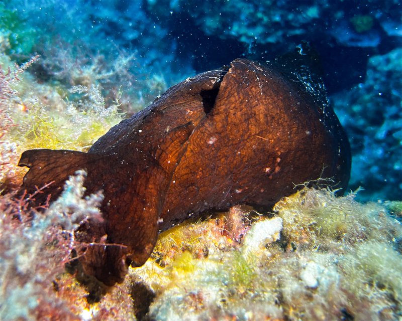 Divesite Image