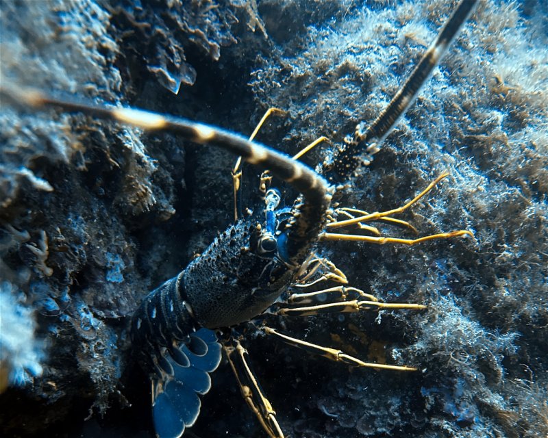 Divesite Image