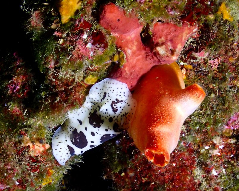 Divesite Image