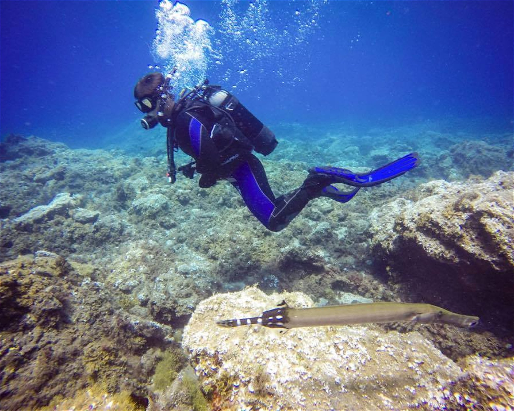 TENERIFE DIVING ACADEMY, 38588 Abades