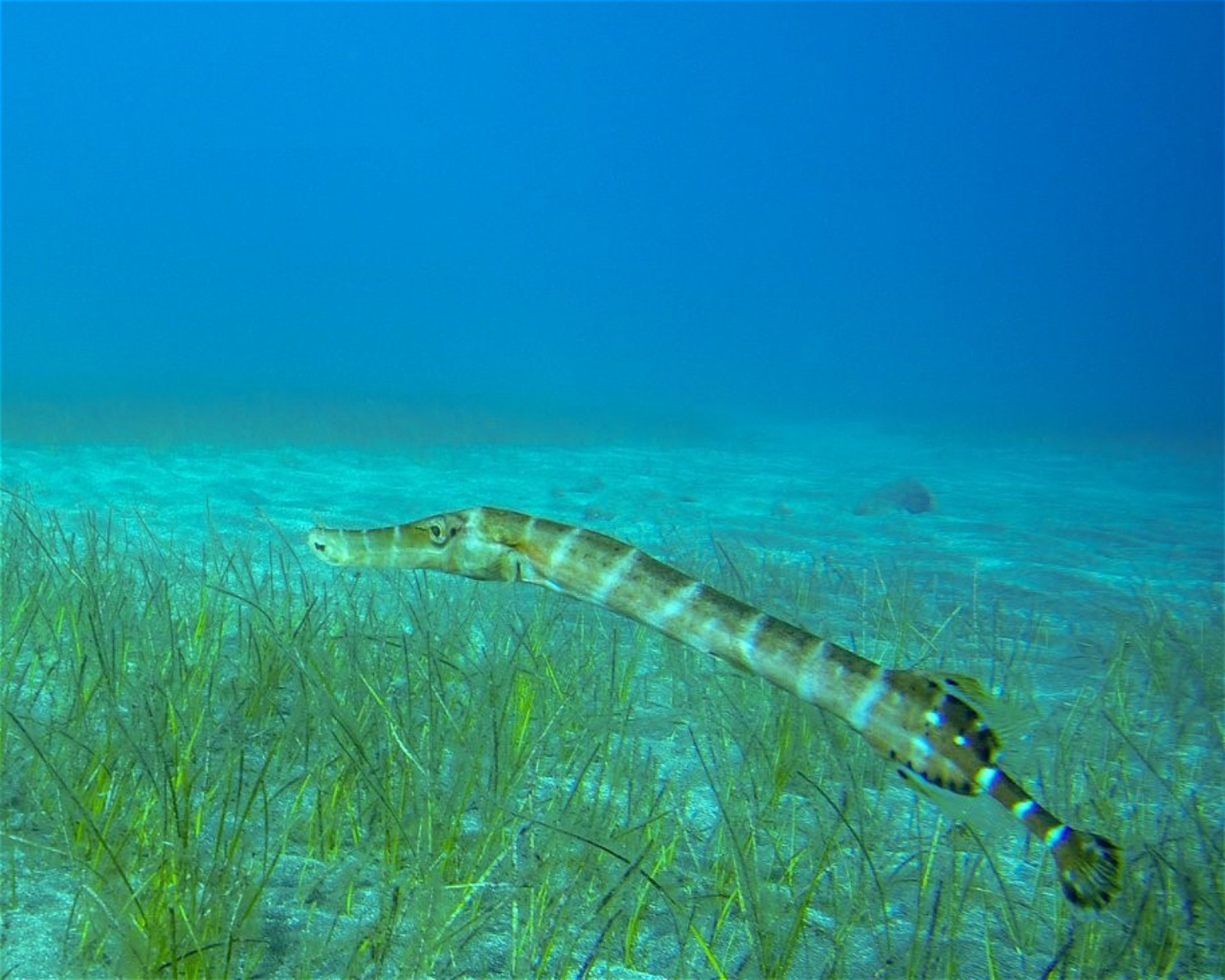 TENERIFE DIVING ACADEMY, 38588 Abades