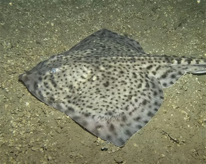 Divesite Image