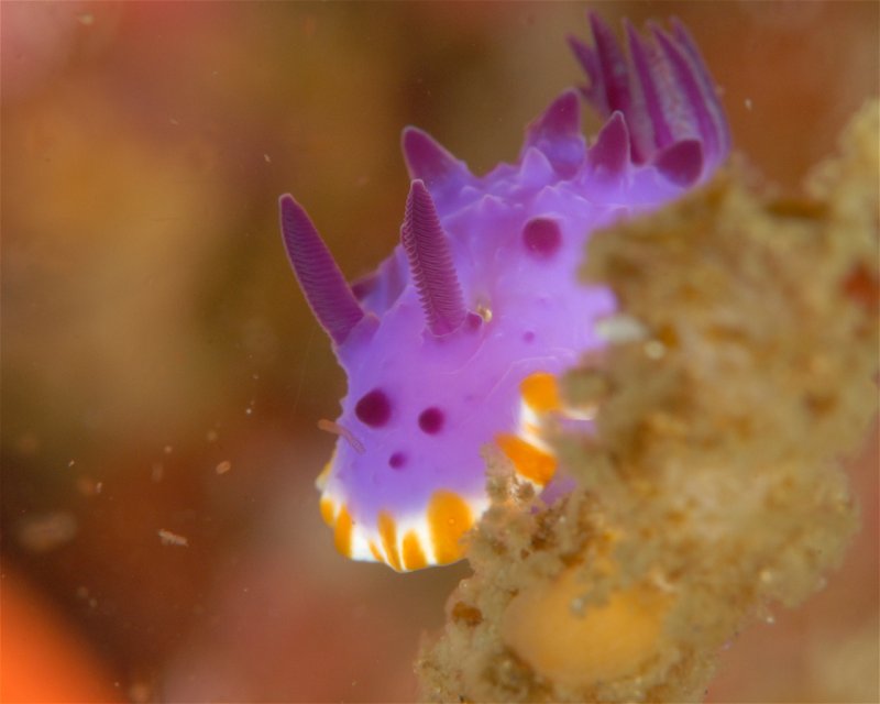 Divesite Image
