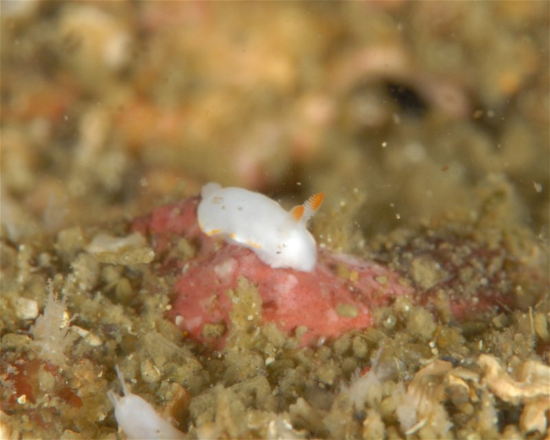 Divesite Image