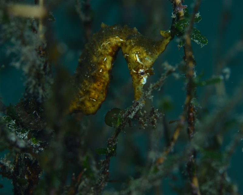 Divesite Image