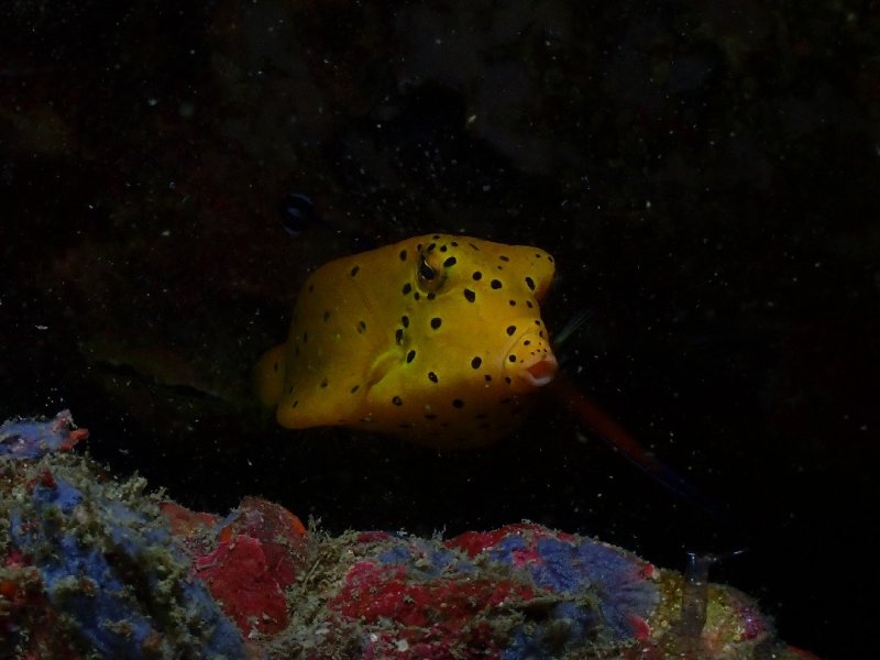 Divesite Image